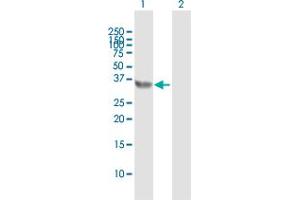 Western Blot analysis of E2F6 expression in transfected 293T cell line by E2F6 MaxPab polyclonal antibody.