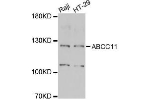 Western blot analysis of extracts of various cell lines, using ABCC11 antibody (ABIN2560870) at 1:1000 dilution. (ABCC11 抗体)
