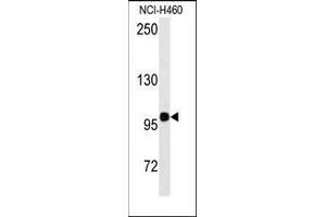 Western blot analysis of anti-HIPK2 Antibody in NCI-H460 cell line lysates (35ug/lane). (HIPK2 抗体  (Tyr361))