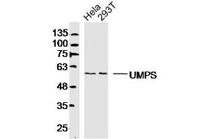 Lane 1: HeLa lysates Lane 2: 293T lysates probed with UMPS Polyclonal Antibody, Unconjugated  at 1:300 dilution and 4˚C overnight incubation. (UMPS 抗体  (AA 351-450))