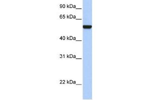 Western Blotting (WB) image for anti-Interferon Related Developmental Regulator 1 (IFRD1) antibody (ABIN2459778) (IFRD1 抗体)