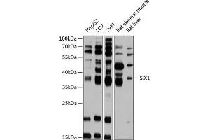 Western blot analysis of extracts of various cell lines, using SIX1 antibody (ABIN6133368, ABIN6147805, ABIN6147806 and ABIN6215517) at 1:3000 dilution. (SIX Homeobox 1 抗体  (AA 60-270))