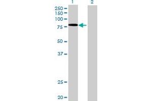 Western Blot analysis of EXT2 expression in transfected 293T cell line by EXT2 MaxPab polyclonal antibody.