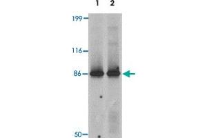 Western blot analysis of LRRFIP2 in rat colon tissue lysate with LRRFIP2 polyclonal antibody  at 0. (LRRFIP2 抗体  (C-Term))