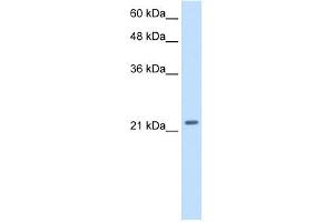 WB Suggested Anti-PMF1 Antibody Titration: 2. (PMF1 抗体  (Middle Region))