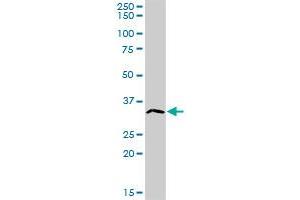 ATP4B MaxPab rabbit polyclonal antibody. (ATP4b 抗体  (AA 1-291))