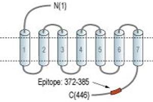 Representative domain view of the target of ABIN7884917.