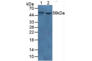 Western blot analysis of (1) Human Lung Tissue and (2) Human Heart Tissue.