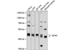 Western blot analysis of extracts of various cell lines, using BZW1 antibody (ABIN6133355, ABIN6137710, ABIN6137711 and ABIN6220232) at 1:1000 dilution. (BZW1 抗体  (AA 1-290))