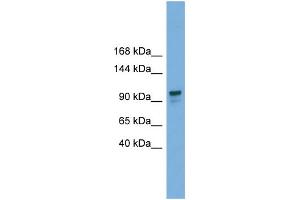 WB Suggested Anti-GANAB  Antibody Titration: 0. (GANAB 抗体  (Middle Region))