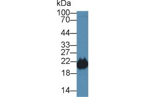Western Blotting (WB) image for anti-Phosphatidylethanolamine Binding Protein 1 (PEBP1) (AA 2-187) antibody (ABIN7441355)