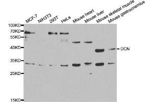 Western blot analysis of extracts of various cell lines, using DCN antibody. (Decorin 抗体  (AA 31-359))