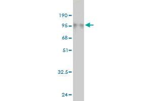 Western Blot detection against Immunogen (85.