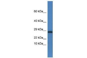 Western Blot showing Ndufv2 antibody used at a concentration of 1. (NDUFV2 抗体  (C-Term))