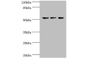 Western blot All lanes: Endothelial transcription factor GATA-2 antibody at 3 μg/mL Lane 1: Hela whole cell lysate Lane 2: K562 whole cell lysate Lane 3: Mouse heart tissue Secondary Goat polyclonal to rabbit IgG at 1/10000 dilution Predicted band size: 51, 50 kDa Observed band size: 51 kDa