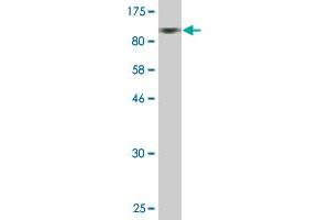 Western Blot detection against Immunogen (83. (Prosaposin 抗体  (AA 1-524))