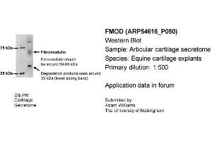 Sample Type: Equine Cartilage ExplantsPrimary Dilution: 1:500Secondary: Bio-Rad 170-5046 (Dilution: 1:100,000) (Fibromodulin 抗体  (N-Term))