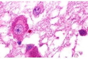 Image no. 1 for anti-G Protein-Coupled Receptor 25 (GPR25) (C-Term) antibody (ABIN1048782) (GPR25 抗体  (C-Term))