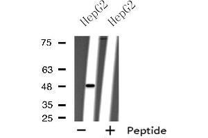 Western blot analysis of extracts from HepG2 cells using P2RY11 antibody. (P2RY11 抗体  (C-Term))