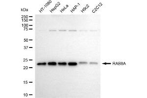 anti-RAB8A, Member RAS Oncogene Family (RAB8A) antibody