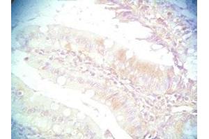 Mouse intestine tissue was stained by Rabbit Anti-PYY (3-36) (Human) Serum (Peptide YY 抗体  (AA 3-36))