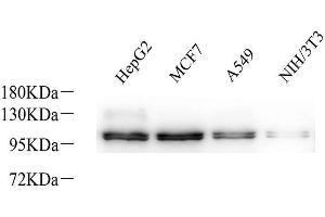 Western Blot analysis of various samples using Na+/K+-ATPase alpha1 Polyclonal Antibodyat dilution of 1:800. (ATP1A1 抗体)