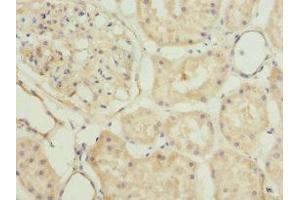 Immunohistochemistry of paraffin-embedded human kidney tissue using ABIN7163361 at dilution of 1:100 (PLSCR1 抗体  (AA 1-318))
