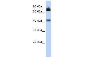 WB Suggested Anti-P2RX2 Antibody Titration:  0. (P2RX2 抗体  (N-Term))