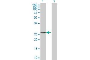Western Blot analysis of MORF4 expression in transfected 293T cell line by MORF4 MaxPab polyclonal antibody. (MORF4 抗体  (AA 1-235))