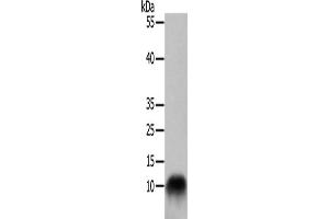 Western Blotting (WB) image for anti-Cytochrome C Oxidase Subunit VIIb (COX7B) antibody (ABIN2421041) (COX7B 抗体)
