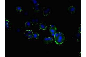 Immunofluorescent analysis of MCF-7 cells using ABIN7165329 at dilution of 1:100 and Alexa Fluor 488-congugated AffiniPure Goat Anti-Rabbit IgG(H+L) (TMEM166 抗体  (AA 58-152))