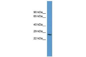 ADORA3 antibody used at 0. (Adenosine A3 Receptor 抗体  (C-Term))