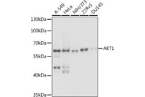 Western blot analysis of extracts of various cell lines, using  antibody (ABIN6127334, ABIN6136734, ABIN6136739 and ABIN6221182) at 1:1000 dilution. (AKT1 抗体  (AA 1-150))