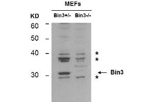 Western Blot of Mouse anti-BIN3 antibody. (BIN3 抗体)