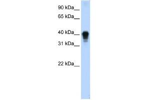 TIA1 antibody used at 0. (TIA1 抗体  (C-Term))