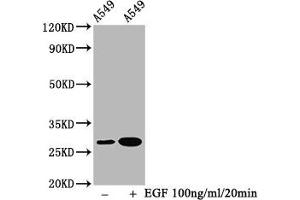Western Blot Positive WB detected in A549 whole cell lysate(treated with EGF or not) All lanes Phospho-HSPB1 antibody at 1. (Recombinant HSP27 抗体  (pSer78))