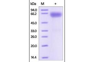 Human SLAMF7, Fc Tag on SDS-PAGE under reducing (R) condition. (SLAMF7 Protein (AA 23-226) (Fc Tag))
