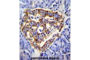 CUZD1 Antibody (C-term) immunohistochemistry analysis in formalin fixed and paraffin embedded human pancrease tissue followed by peroxidase conjugation of the secondary antibody and DAB staining. (CUZD1 抗体  (C-Term))