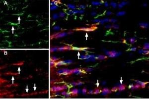 Multiplex staining of IBA1/AIF1 and P2X7 in rat brain.