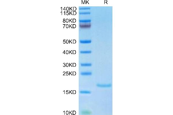 IL-10 Protein (AA 19-178)