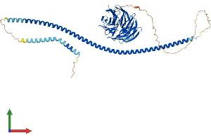 Protein Structure (PS) image for ATG16 Autophagy Related 16-Like 1 (ATG16L1) (AA 1-607) protein (His tag) (ABIN7559073)
