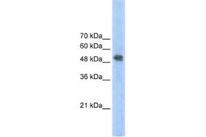 Western Blotting (WB) image for anti-Ferrochelatase (FECH) antibody (ABIN2462452) (FECH 抗体)