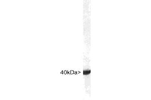 Blots of crude rat brain lysates blotted with ABIN1580409. (ALDOC 抗体  (C-Term))