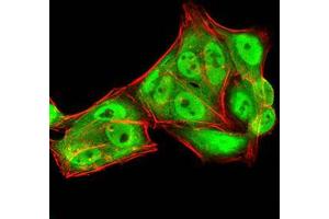 Immunocytochemistry (ICC) image for anti-RAN, Member RAS Oncogene Family (RAN) (AA 1-216) antibody (ABIN5876159) (RAN 抗体  (AA 1-216))