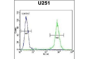 Flow cytometric analysis of U251 cells (right histogram) compared to a negative control cell (left histogram).