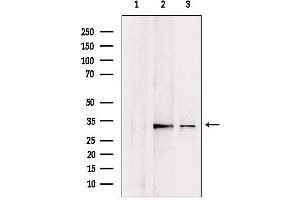 Western blot analysis of extracts from various samples, using CHMP4B antibody. (CHMP4B 抗体  (N-Term))