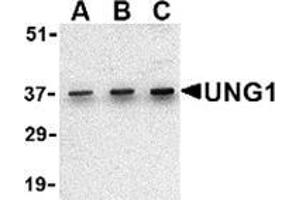 Western blot analysis of UNG1 in C2C12 cell lysate with this product at (A) 0. (UNG 抗体  (C-Term))