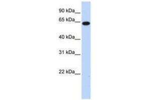 Image no. 1 for anti-Family with Sequence Similarity 189, Member B (FAM189B) (AA 143-192) antibody (ABIN6740398) (FAM189B 抗体  (AA 143-192))