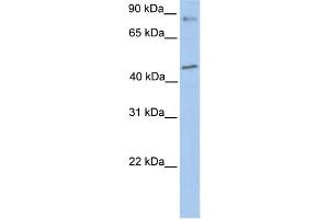 WB Suggested Anti-POLK Antibody Titration:  0.