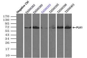 Image no. 1 for anti-Polo-Like Kinase 1 (PLK1) antibody (ABIN1500279) (PLK1 抗体)